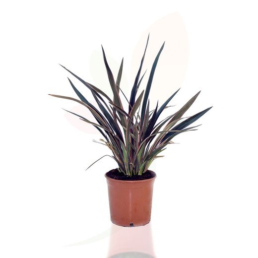 Phormium pink stripe