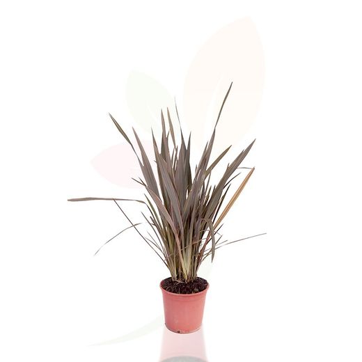 Phormium tenax sundowner