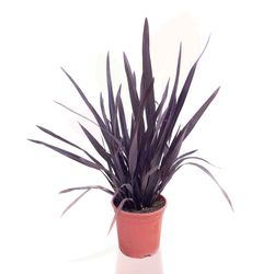 Phormium tenax