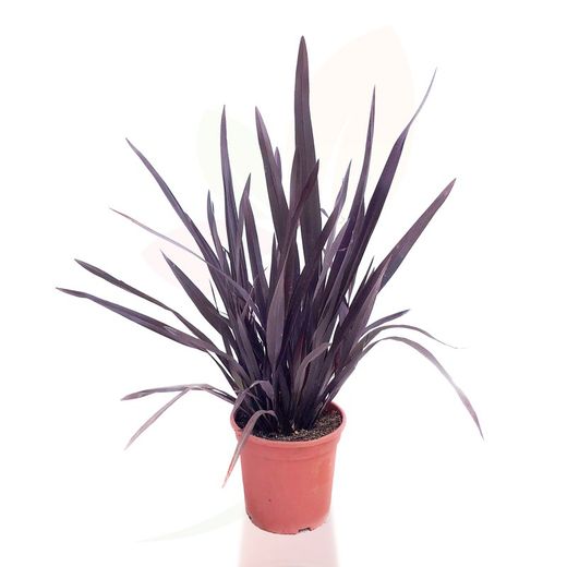 Phormium tenax