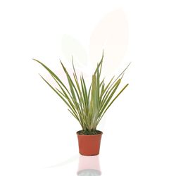 Phormium tenax