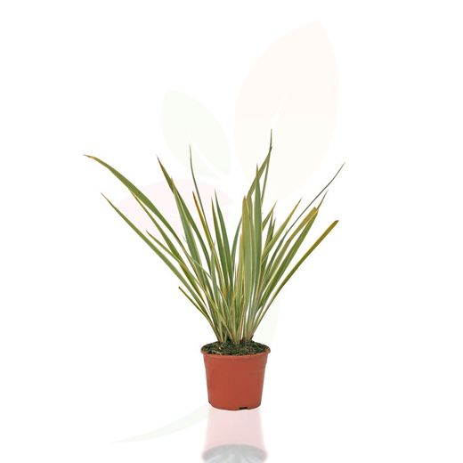 Phormium tenax