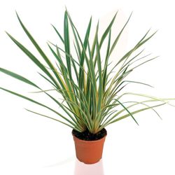 Phormium tenax