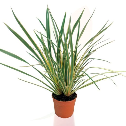 Phormium tenax