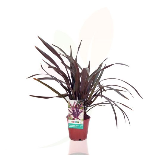 Phormium tenax