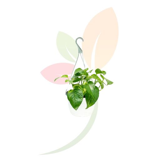 Phothos, planta para interiores