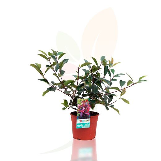 Photinia 'Red Robin' 50/70 H
