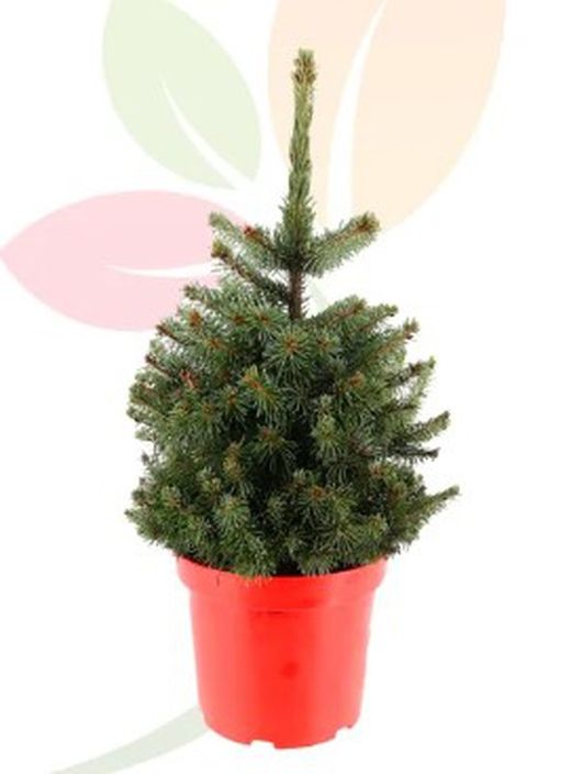 Picea pungens super blue 10L