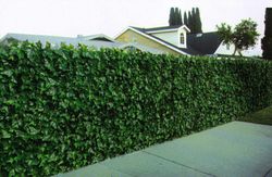 Placa de Hiedra Artificial 50x50cm