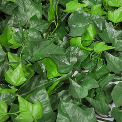 Placa de Hiedra Artificial 50x50cm