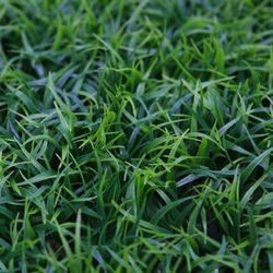 Placa de Hierba Artificial 25cm x 25cm