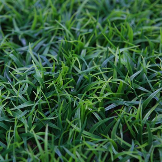 Placa de Hierba Artificial 25cm x 25cm