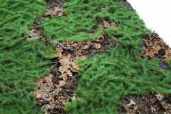 Leaves and artificial grass plate