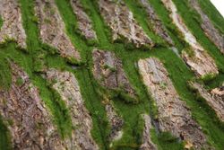 Placa de musgo e casca artificial