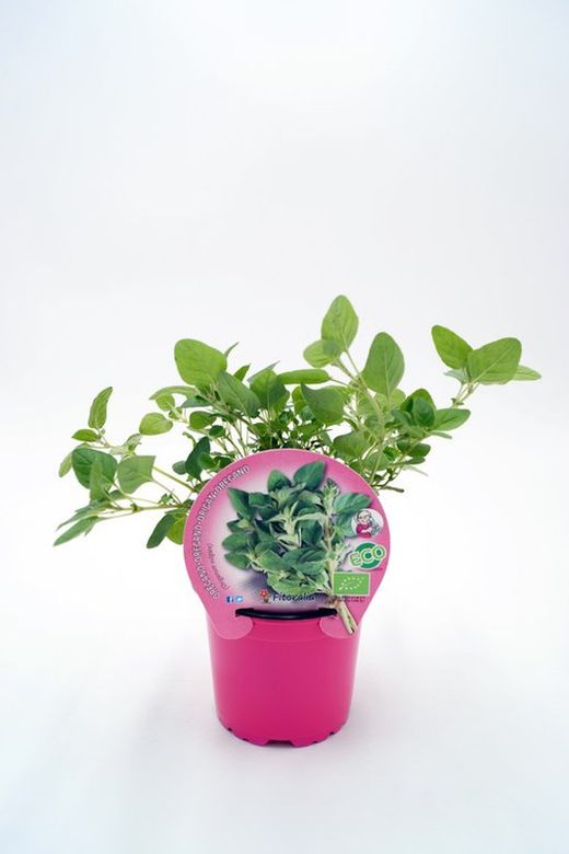 Planta aromática de orégano ecológica