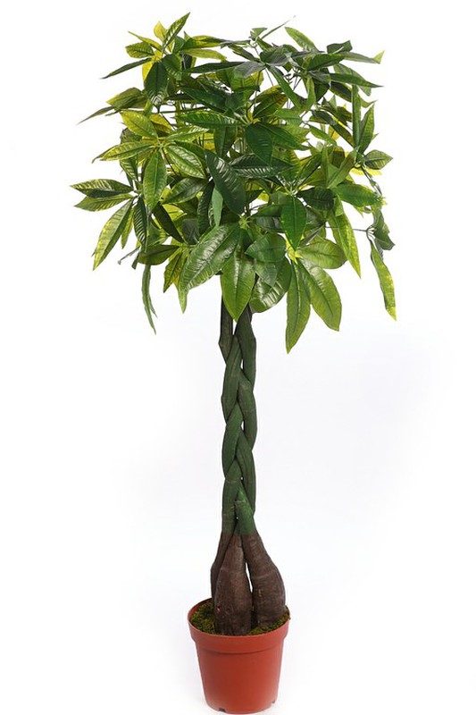 https://media.jardineriadelvalles.com/product/planta-artificial-pachira-800x800.jpeg