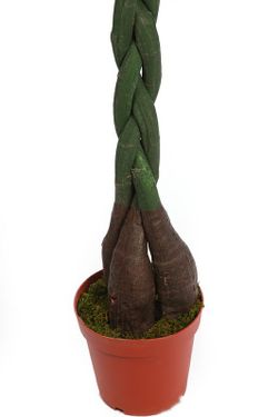 Pachira künstliche Pflanze