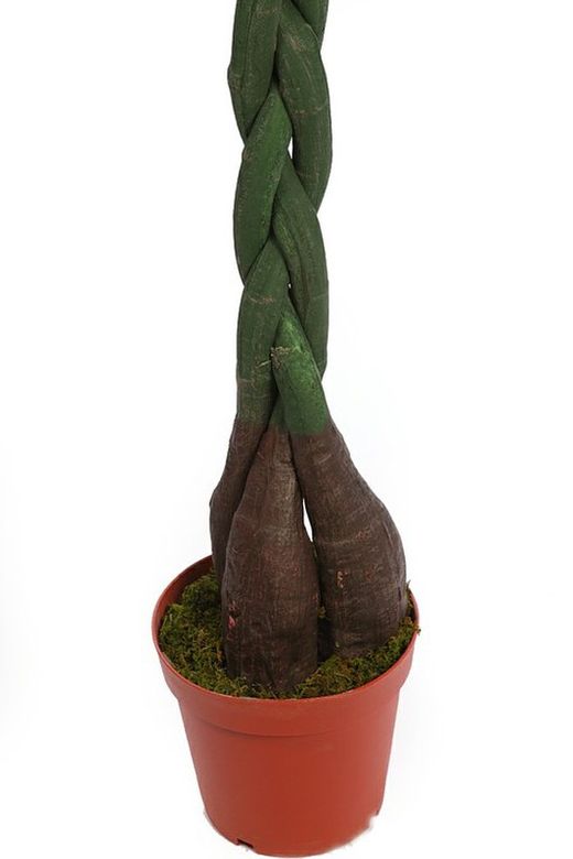 Pachira künstliche Pflanze