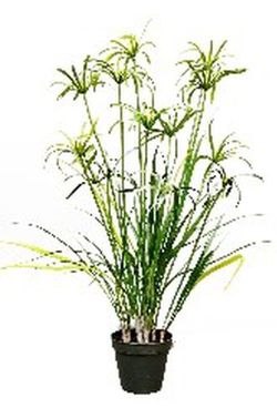 66572 papyrus artificielle