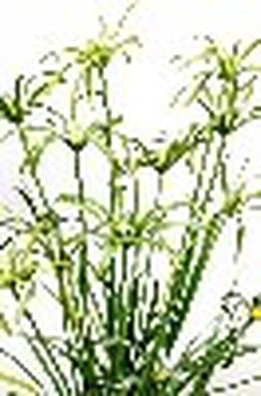66572 papyrus artificielle