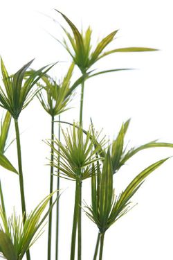 Papyrus plante artificielle