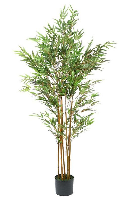 Planta de bambu