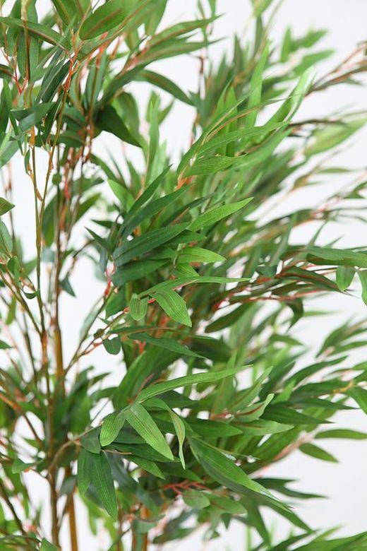 Plante de bambou 1,50 hauteur