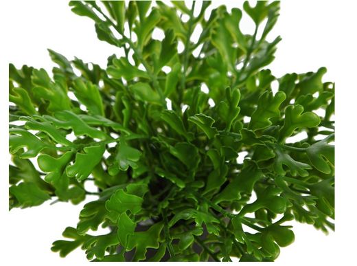 KÜNSTLICHE Ahornhornpflanze im 35-cm-Topf