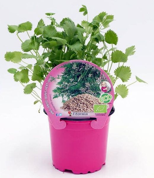 Bio Anis Pflanze