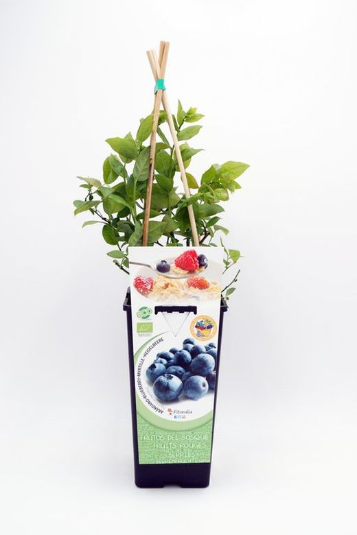 Planta de Arandano ecológica
