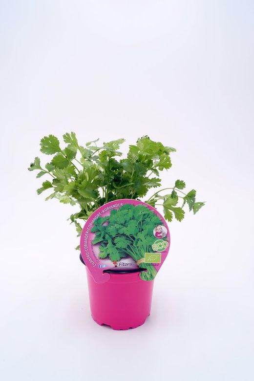Planta de Cilantro ecológico