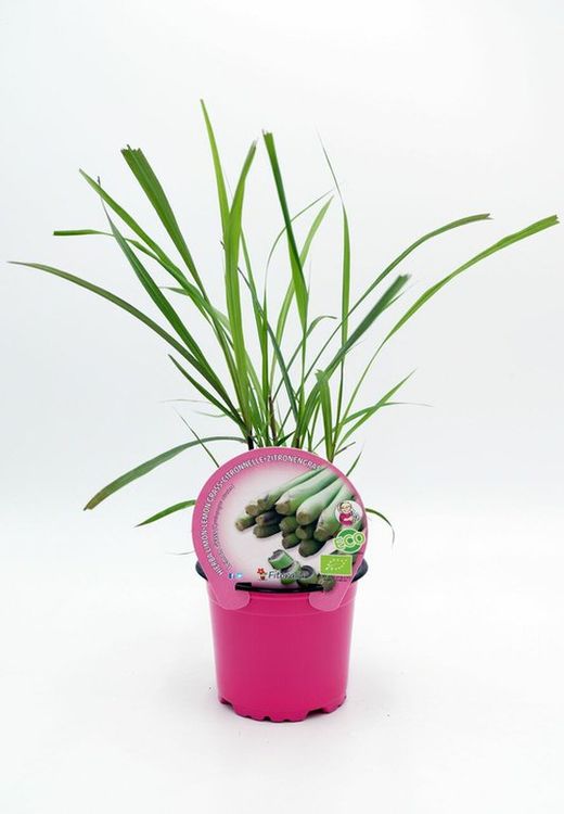 Planta de Citronela ecologica