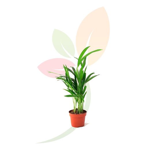 Planta de interior Areca lutecens