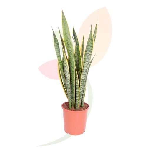 Planta de interior Sanseviera