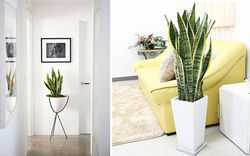 Sanseviera houseplant