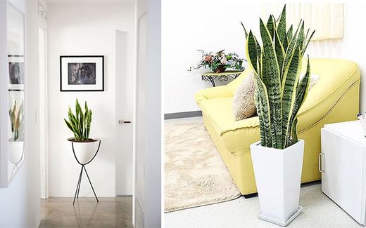 Sanseviera houseplant