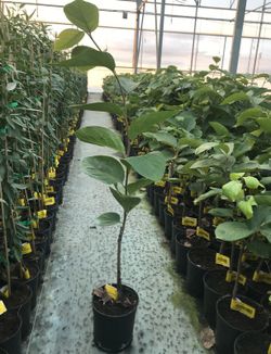 Non-astringent Kaki Jiro plant 50/60cm