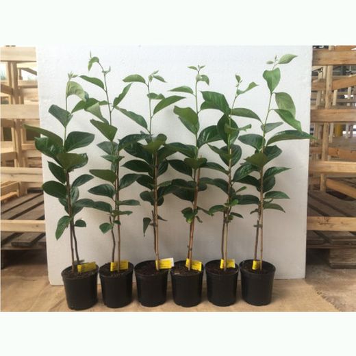 Planta de Kaki Jiro no astringente 50/60cm