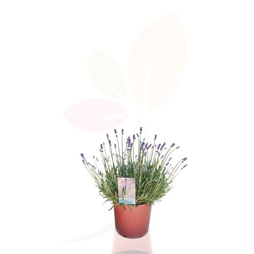 Planta de lavanda - Lavandula angustifolia.