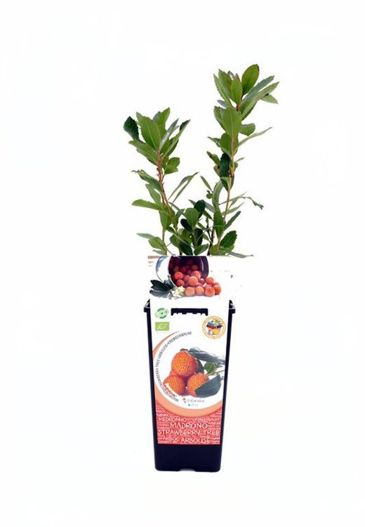 Planta de Madroño ecológico etiqueta roja