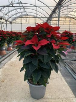 Planta de Navidad, Poinsetia - Euphorbia pulcherrima