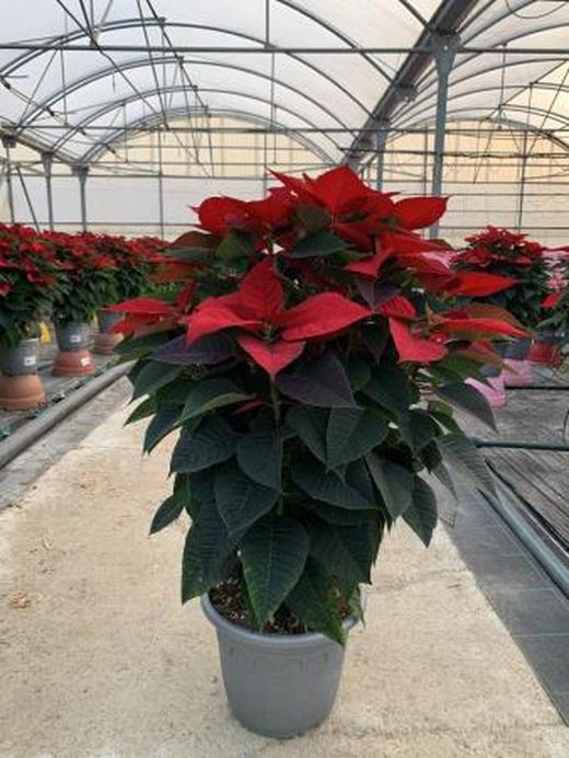 Planta de Navidad, Poinsetia - Euphorbia pulcherrima