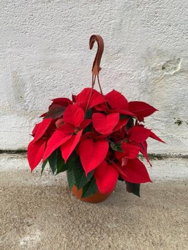 Plante de Noël, Poinsettia - Euphorbia pulcherrima — lajardineriecreative