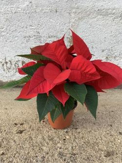 Planta de Navidad, Poinsetia - Euphorbia pulcherrima