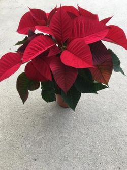 Planta de Navidad, Poinsetia - Euphorbia pulcherrima