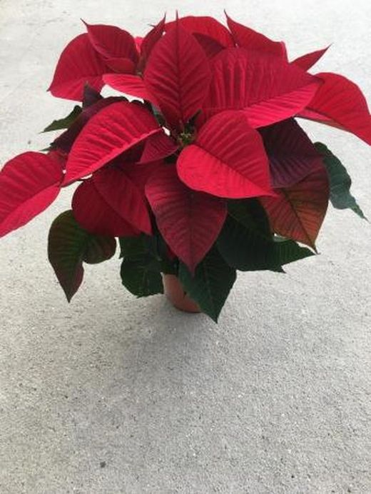 Planta de Navidad, Poinsetia - Euphorbia pulcherrima