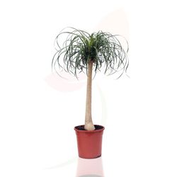 Pata de elefante  (Nolina beaucarnea)