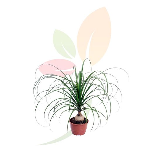 Pata de elefante  (Nolina beaucarnea)