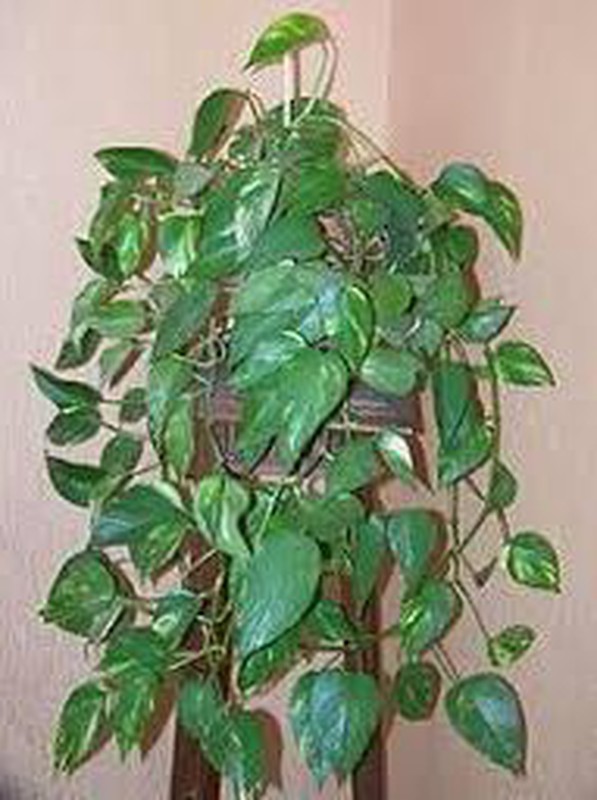 Planta Potus (Phothos aurea - Epipremnum) Planta de  trata de  plantas trepadoras tropicales perennifolias de finos tallos que pueden  alcanzar los 20 metros de longitud. Los tallos tienen raíces adventicias en