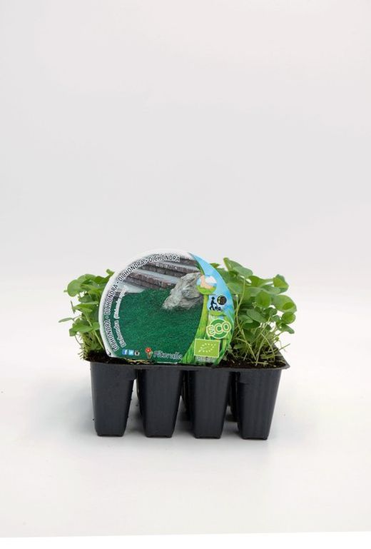 Plantel ecológico de césped Dichondra